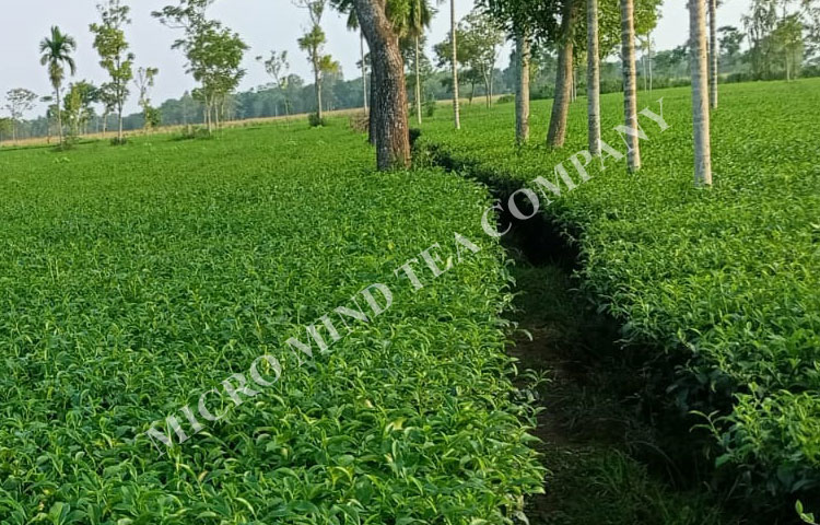 Blend tea suppliers in india