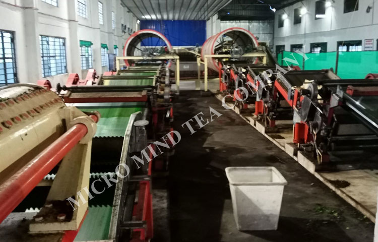 Darjeeling Tea Factory