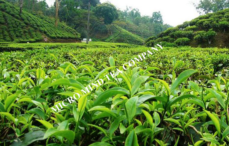 Dooars tea garden
