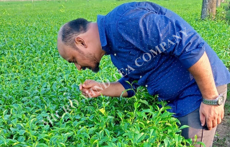 ctc Tea Manufacturers