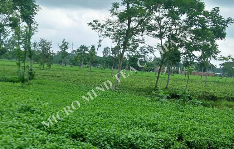 dust tea suppliers in india